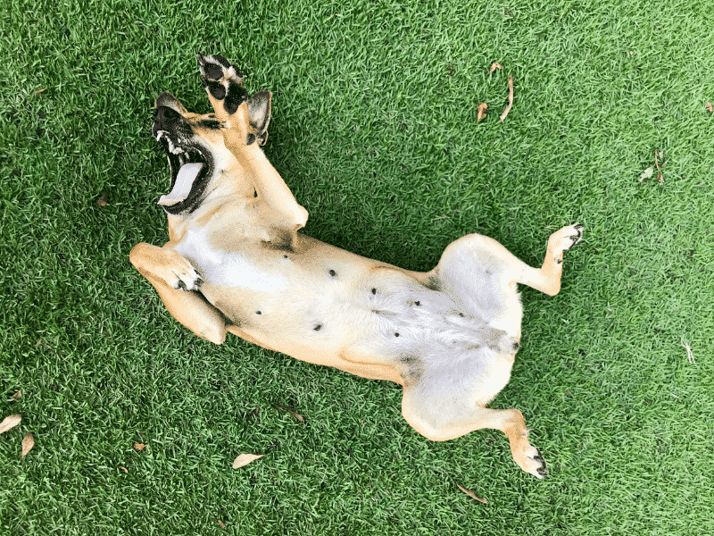 dog grass rolling