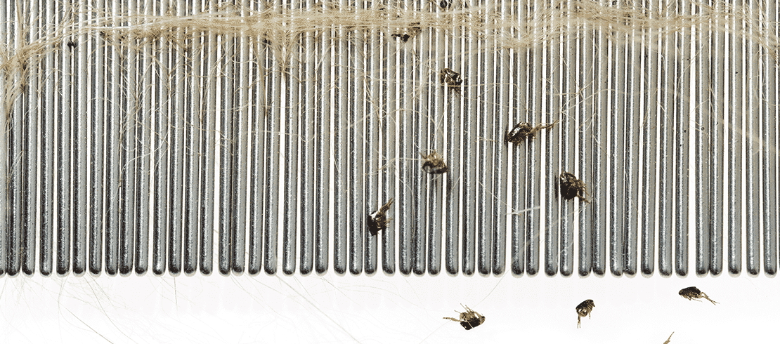 how dog fleas look
