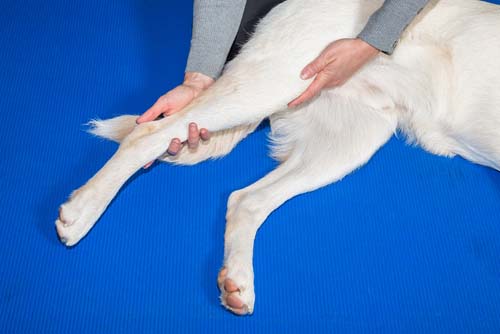 dog muscle twitching