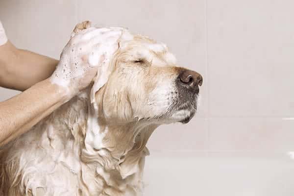 dog taking shower