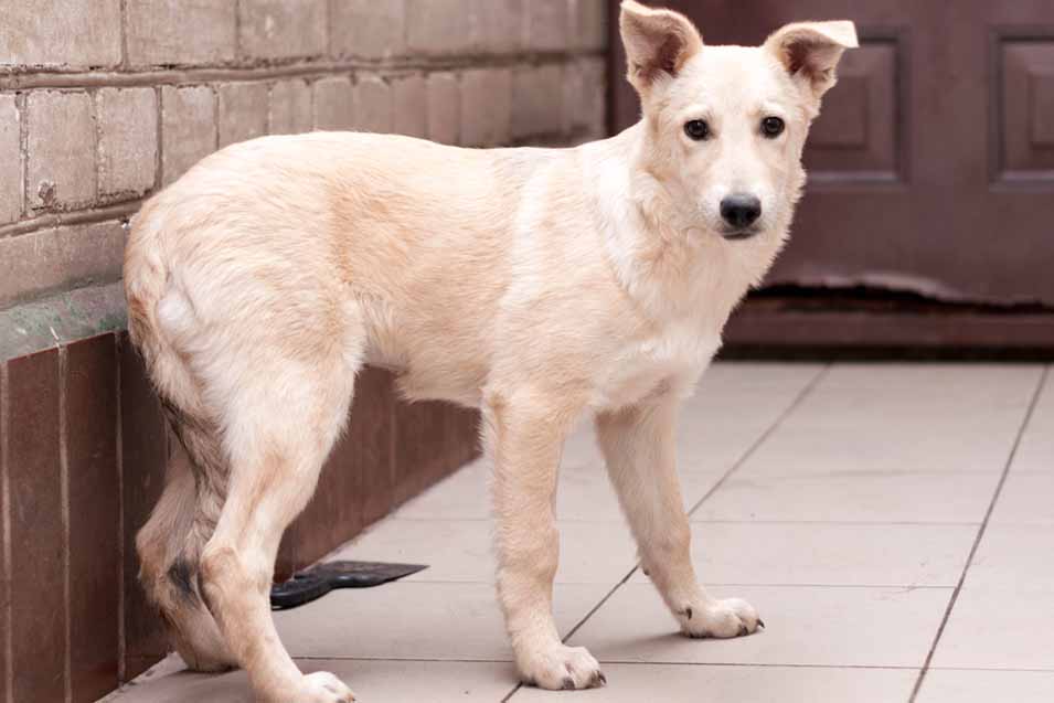 dog with a tail between legs