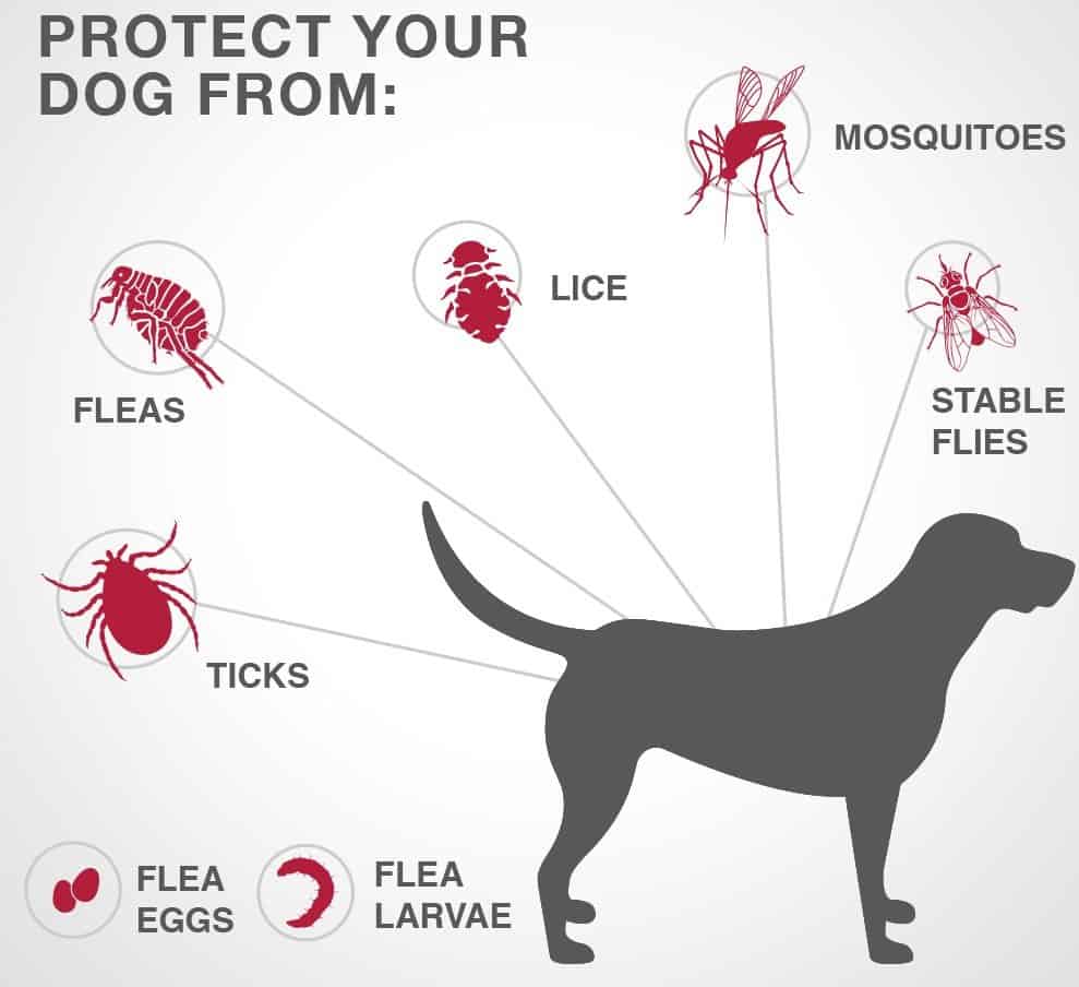 Topical Flea and Tick Treatment for Dogs