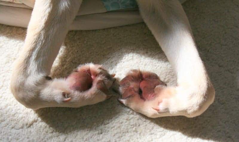 dog chew feet dangerous