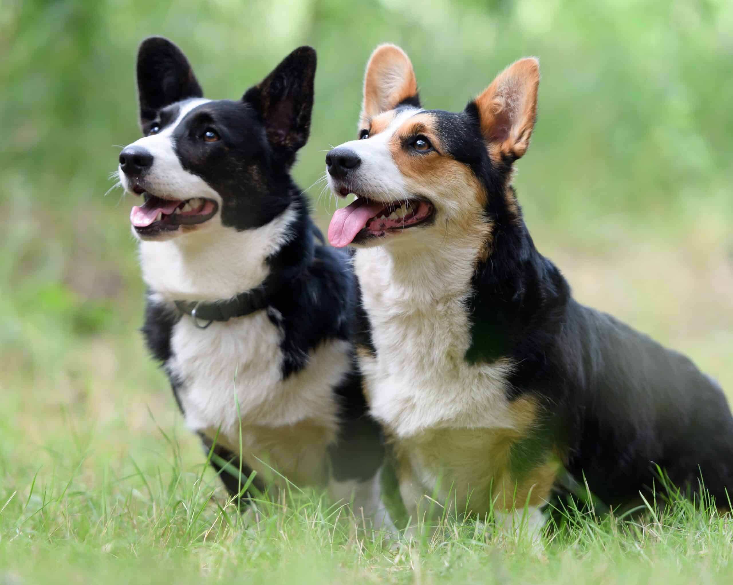 Cardigan Welsh Corgi
