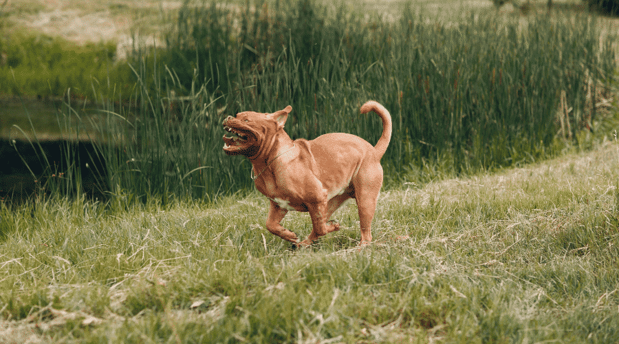 save your furry friend from farting