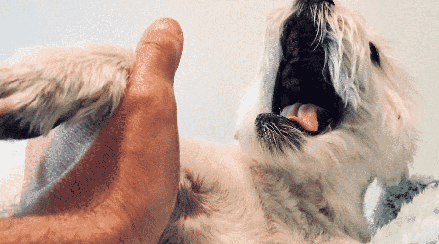 dog is in pain