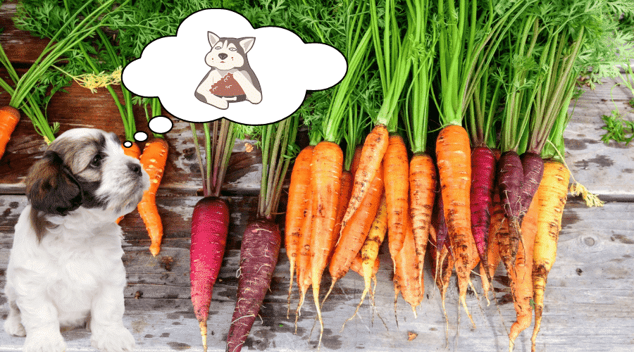 How to Serve Carrots To A Puppy