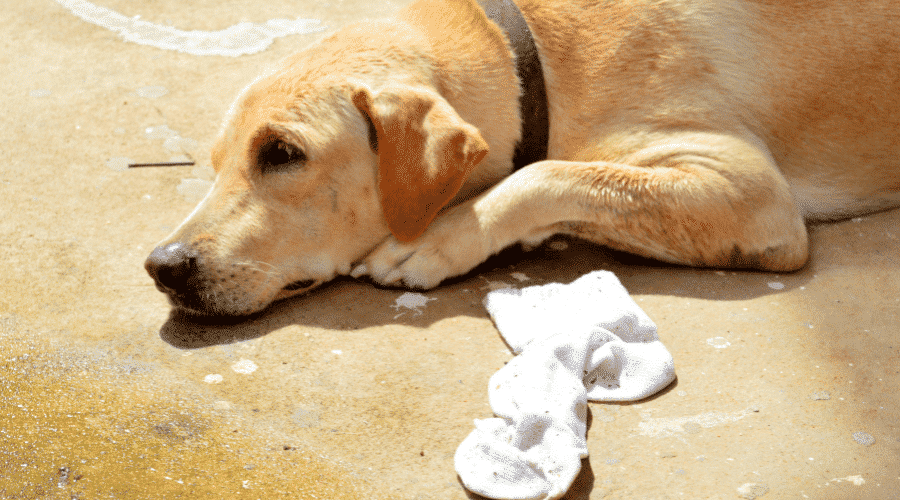 How to tell if your dog has eaten a sock