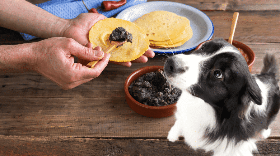 Can Dogs Eat Tortilla Chips