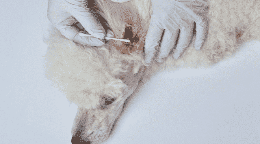 How is Yeast Infection in Dog's Ears Diagnosed
