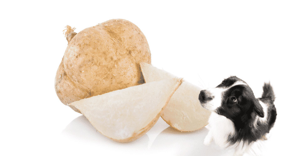 Benefit Of Jicama For Dogs