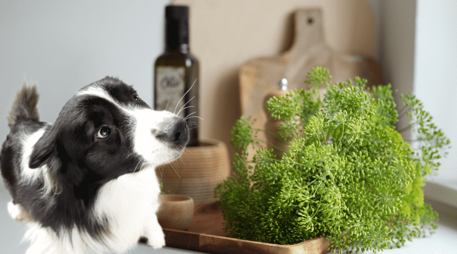 Health Benefits of Dill for Dogs