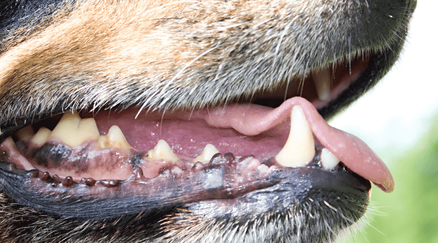 Do Dogs Mouths Quiver After Licking