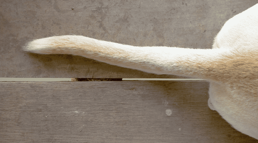Hair loss due to the worms