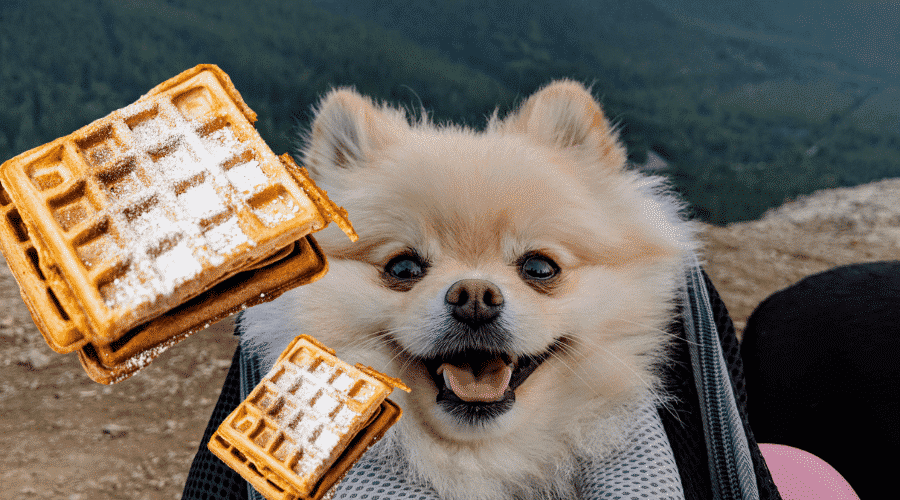 Are waffles with butter safe for dogs