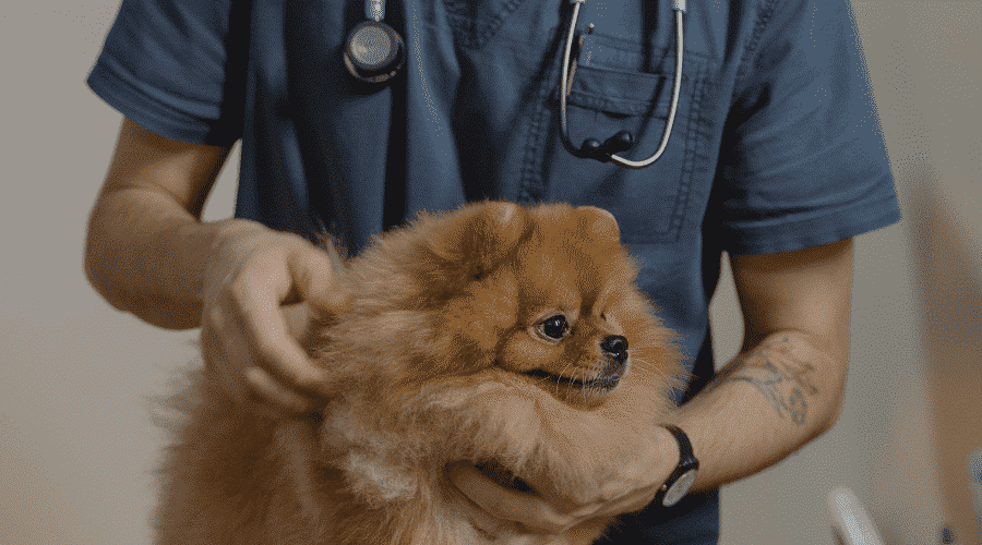 dog visit vet change behaviour