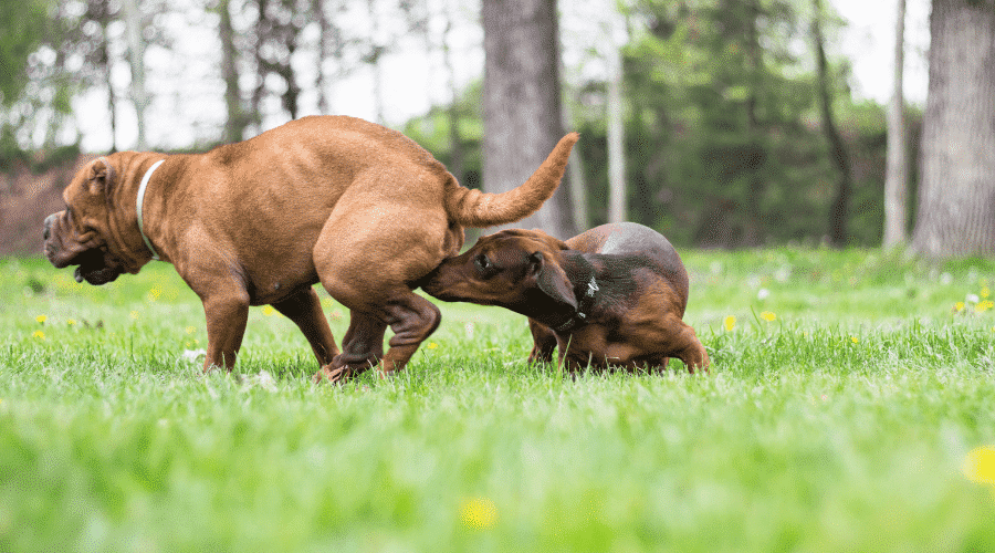 ome dogs in the heat will be lethargic