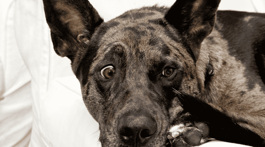 dog eats some drug