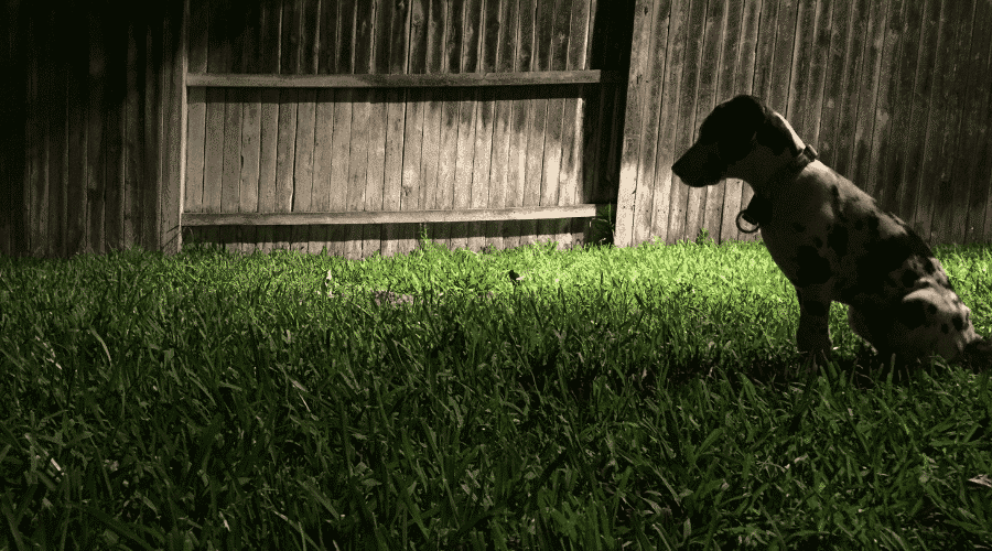 Dog Acting Weird At Night