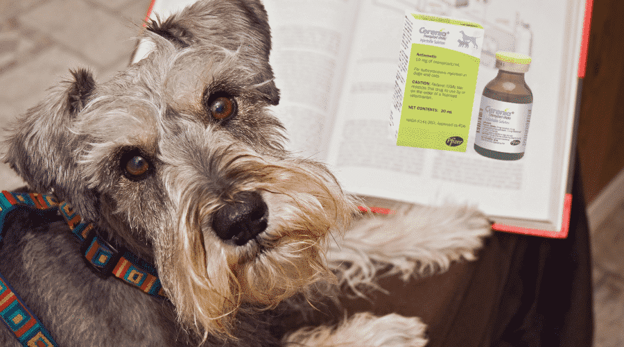 Facts about cerenia medication