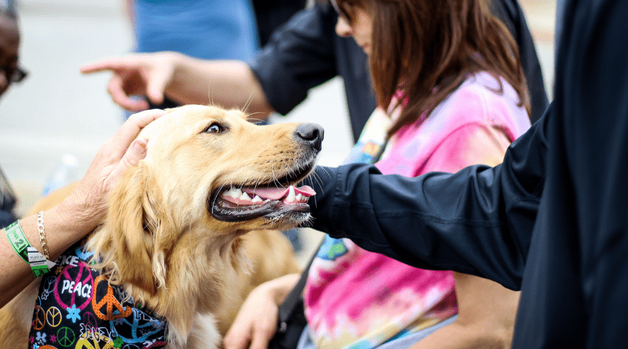 Teach your dog that strangers are fine