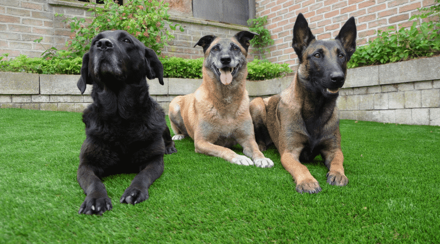 Training your pet to pee on command