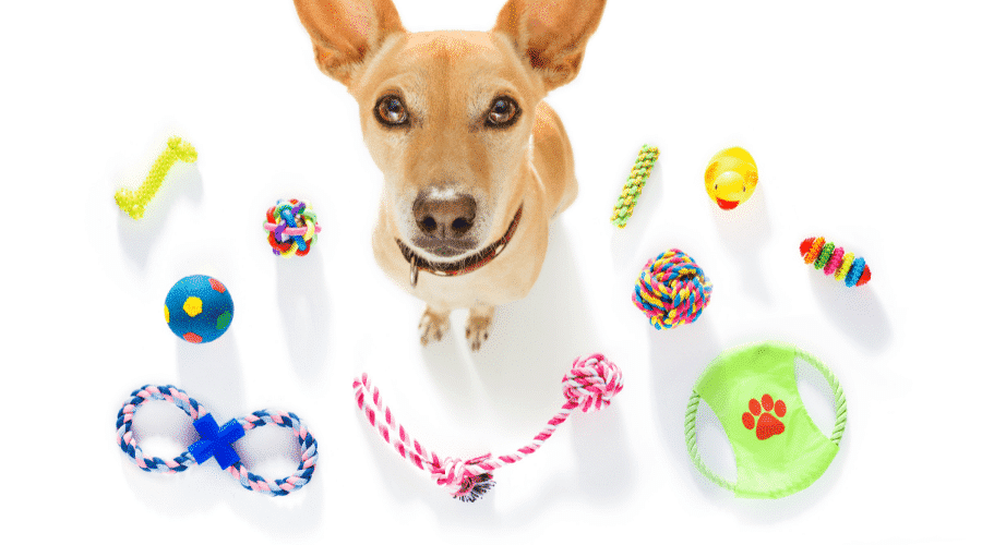 dog breeds shake their toys more frequently