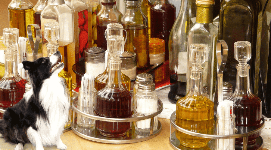 Is Vinegar bad for dogs