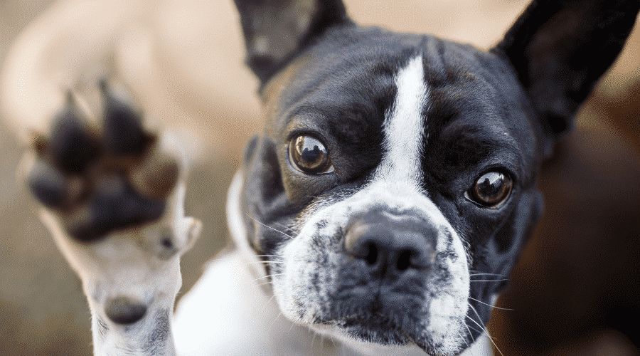 keep your dog's nails trimmed