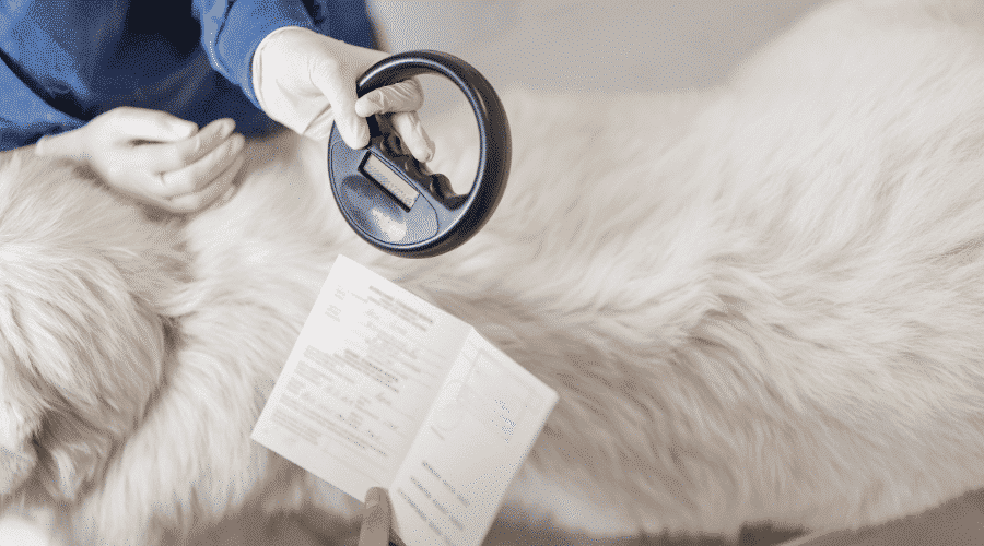 Does microchipping affect a dog's health