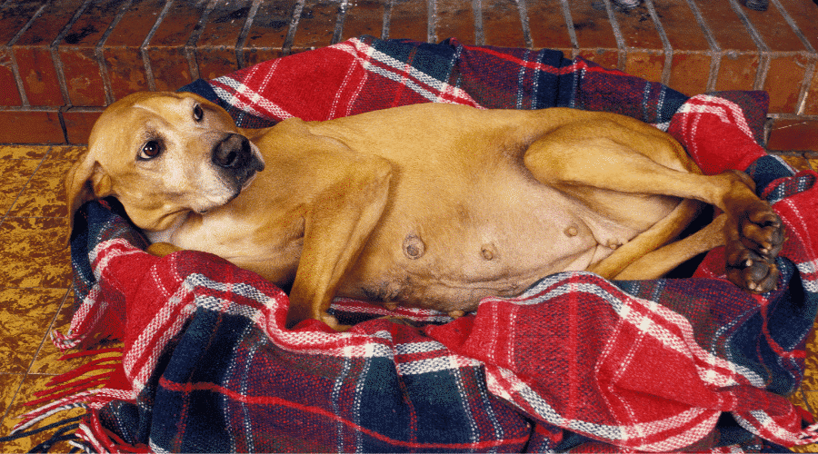 dog pregnant
