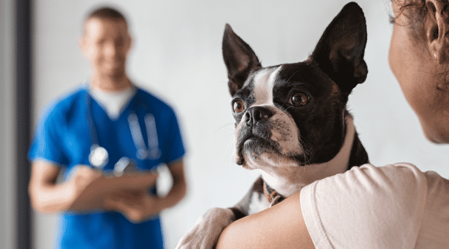 What to do after the dog gets Flea medication toxicity