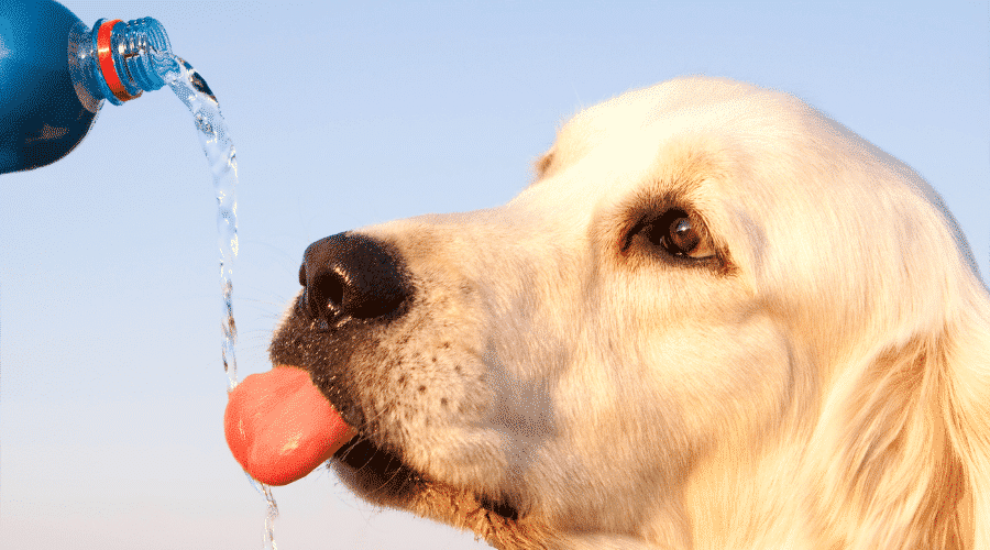 does your pet drink less water now