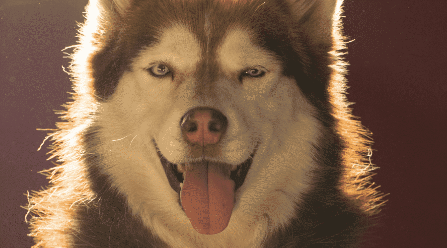 Siberian Husky