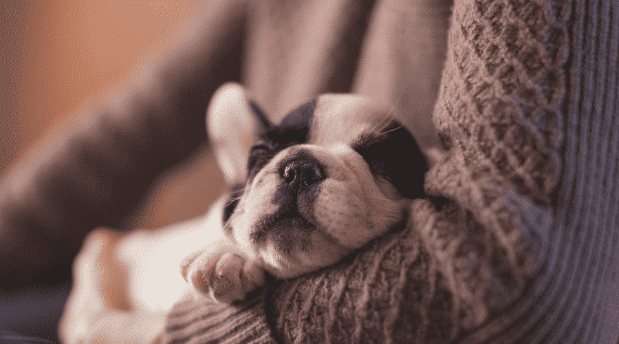 puppy sleeping sofa