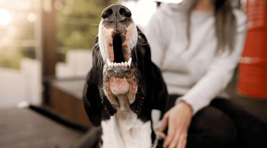Teach dog something special