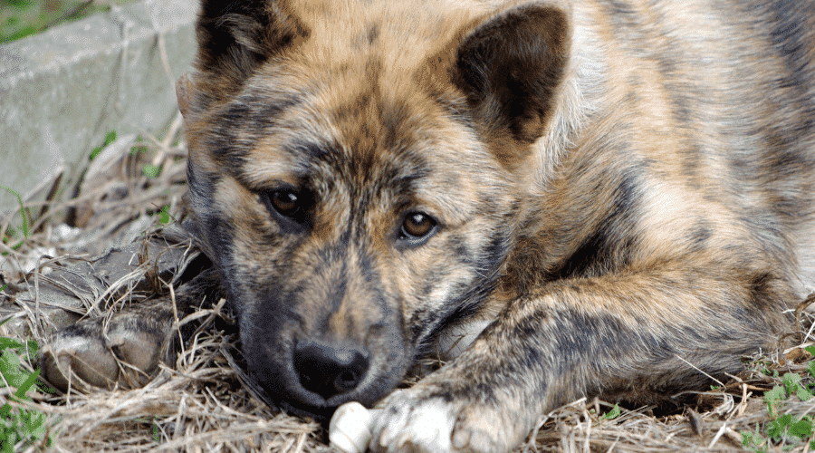 Parvo virus symptoms