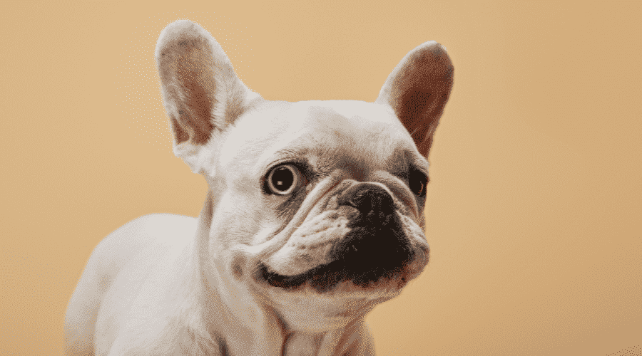 dog a dry nose is a problem