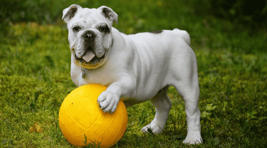 English Bulldog no tail