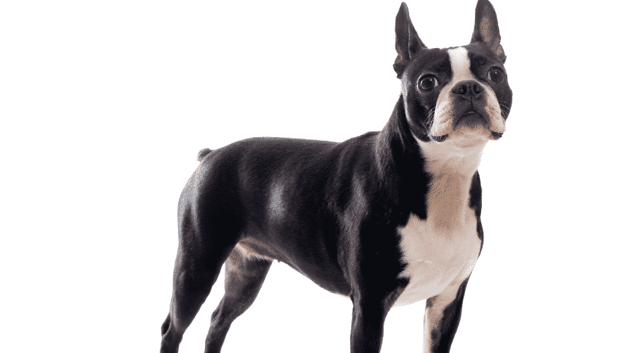 Boston Terrier no tail
