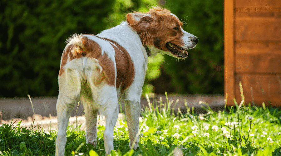 Brittany Spaniel dog breed