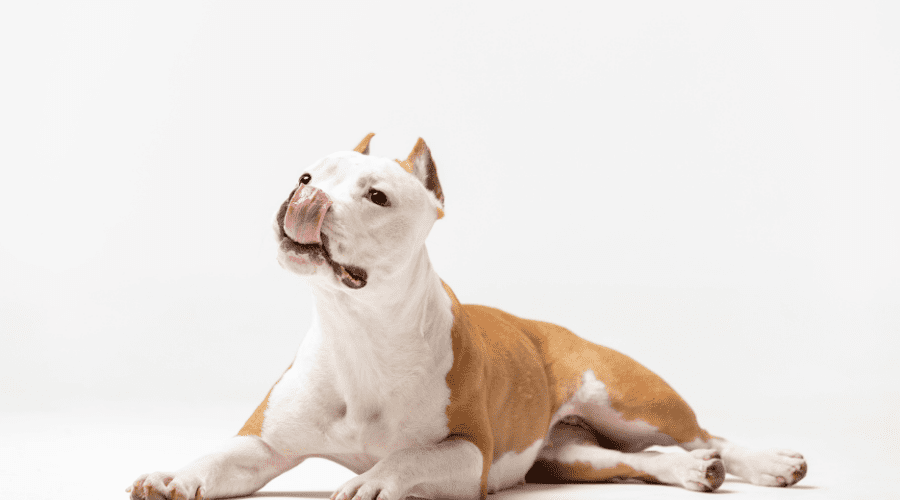 Symptoms of Down’s syndrome in dogs