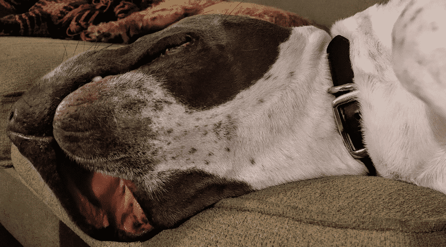 Common health issues with jowls
