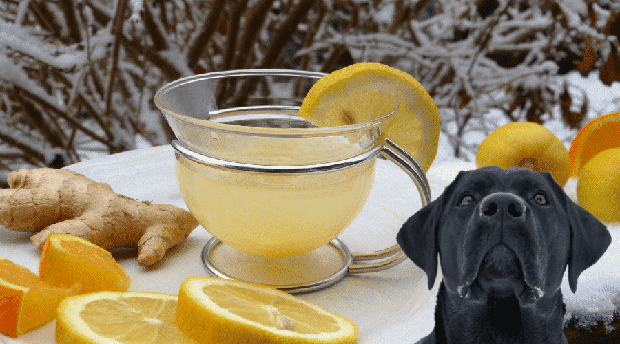 How To Prepare Lemon Juice For Your Dog