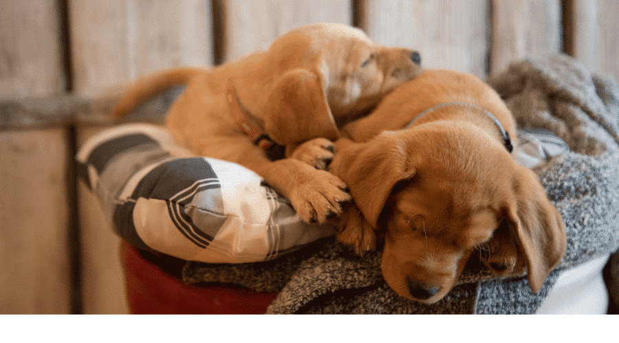 puppies sleeping