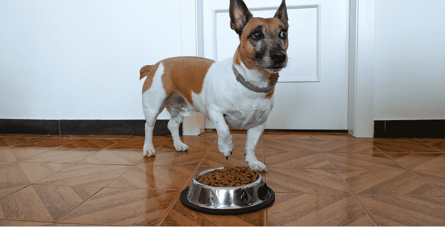 Dog Doesn’t Like that Food
