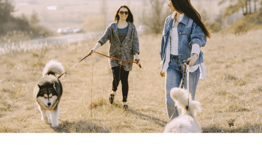 Dog learned to walk this way