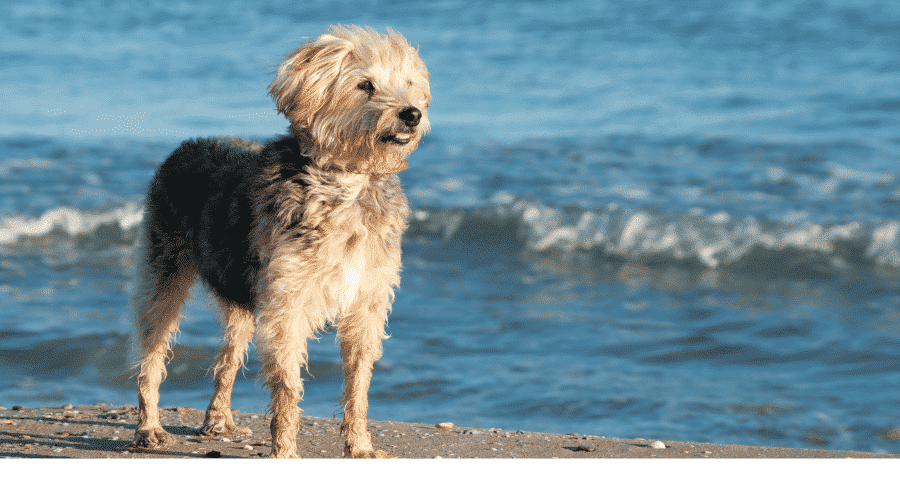 dog in the beach