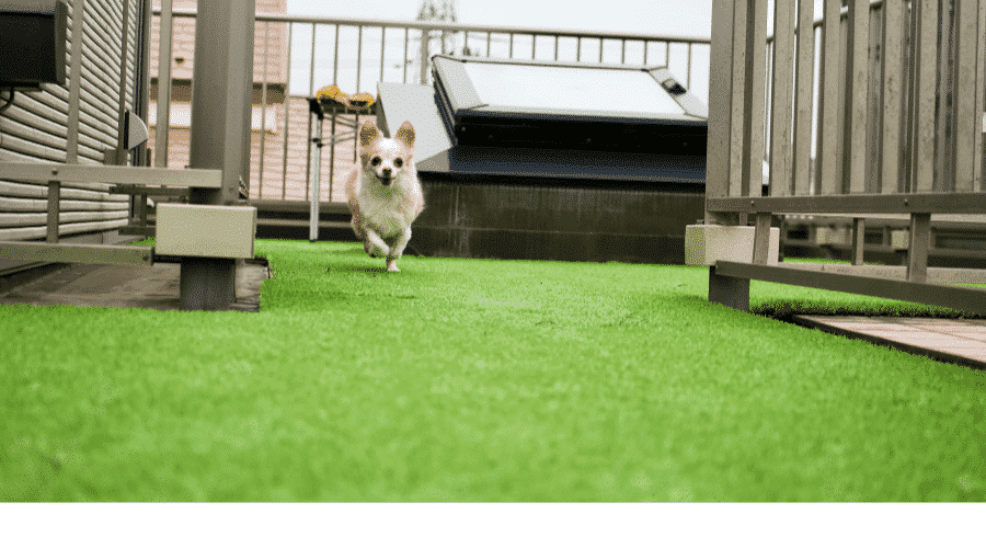 dog Synthetic Turf