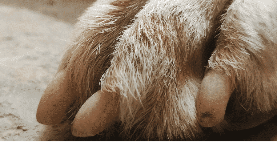 dog nail Bacterial Infection